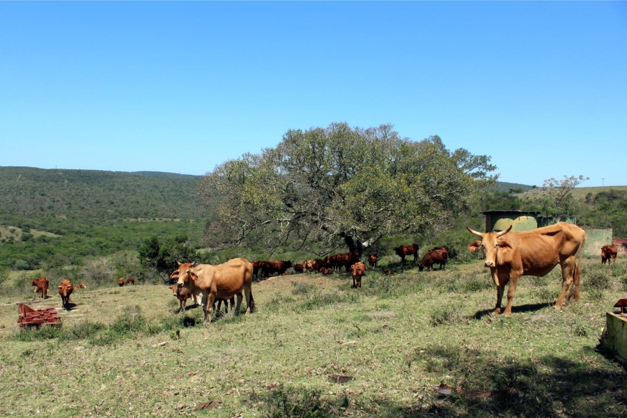 Commercial Property for Sale in Komga Rural Eastern Cape